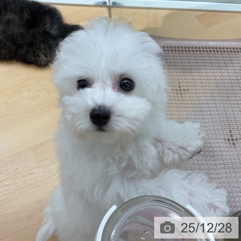 埼玉県のビションフリーゼ (ペットプラス 浦和美園店/2025年10月2日生まれ/男の子/ホワイト)の子犬の3枚目の画像