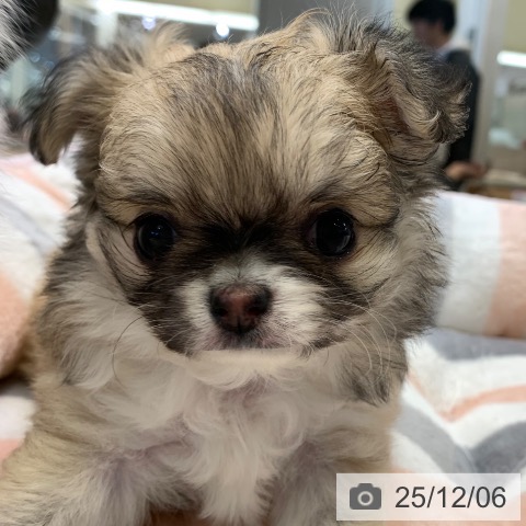 千葉県のチワワ(ロング) (ペットプラス 幕張新都心店/2025年9月30日生まれ/女の子/フォーンホワイト)の子犬の3枚目の画像