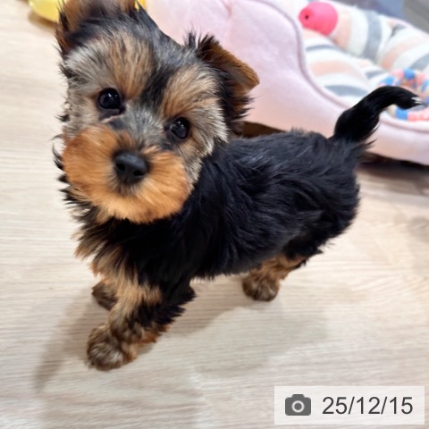 千葉県のヨークシャーテリア (ペットプラス ユーカリが丘店/2025年10月5日生まれ/男の子/スチールブルータン)の子犬の4枚目の画像