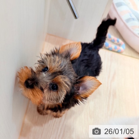 千葉県のヨークシャーテリア (ペットプラス ユーカリが丘店/2025年10月5日生まれ/男の子/スチールブルータン)の子犬の4枚目の画像