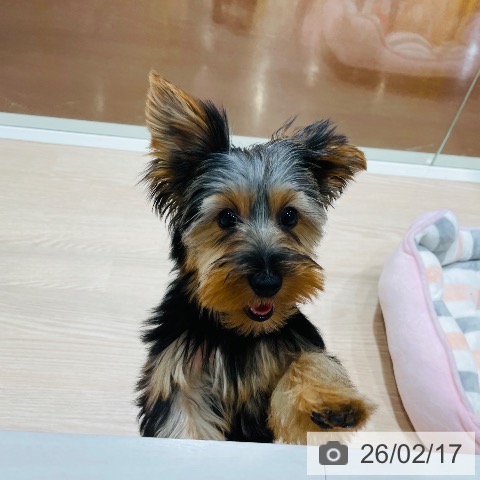 千葉県のヨークシャーテリア (ペットプラス 海浜幕張店/2025年10月5日生まれ/男の子/スチールブルータン)の子犬の4枚目の画像