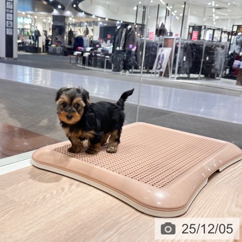 ヨークシャー・テリアの写真