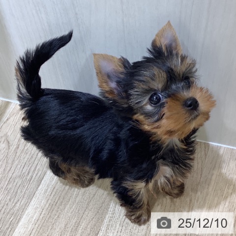 千葉県のヨークシャーテリア (ペットプラス 船橋店/2025年10月5日生まれ/女の子/スチールブルータン)の子犬の4枚目の画像