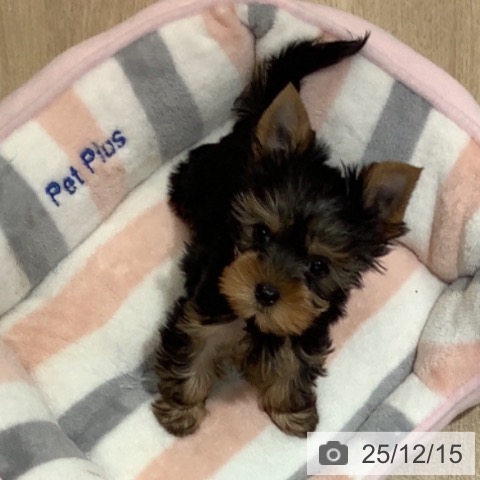 千葉県のヨークシャーテリア (ペットプラス 船橋店/2025年10月5日生まれ/女の子/スチールブルータン)の子犬の3枚目の画像
