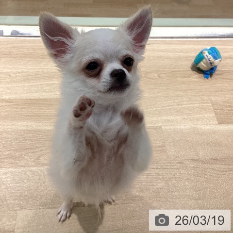 東京都のチワワ(ロング) (ペットプラス 東久留米店/2025年10月5日生まれ/男の子/クリームホワイト)の子犬の4枚目の画像