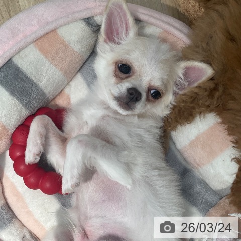 東京都のチワワ(ロング) (ペットプラス 東久留米店/2025年10月5日生まれ/男の子/クリームホワイト)の子犬の3枚目の画像