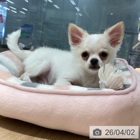 東京都のチワワ(ロング) (ペットプラス 東久留米店/2025年10月5日生まれ/男の子/クリームホワイト)の子犬の3枚目の画像