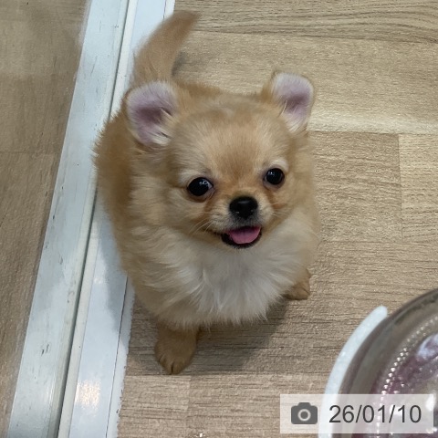 埼玉県のチワワ(ロング) (ペットプラス ららぽーと新三郷店/2025年10月5日生まれ/男の子/クリームホワイト)の子犬の4枚目の画像