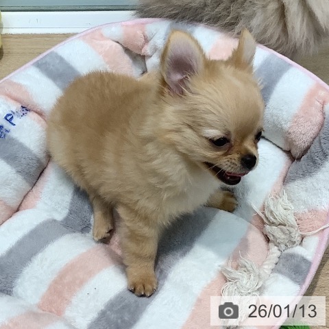 埼玉県のチワワ(ロング) (ペットプラス ららぽーと新三郷店/2025年10月5日生まれ/男の子/クリームホワイト)の子犬の4枚目の画像