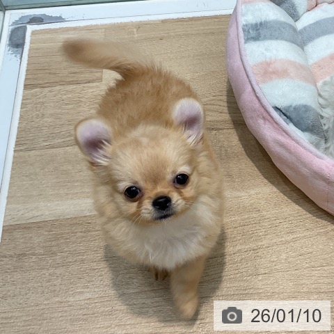 埼玉県のチワワ(ロング) (ペットプラス ららぽーと新三郷店/2025年10月5日生まれ/男の子/クリームホワイト)の子犬の3枚目の画像