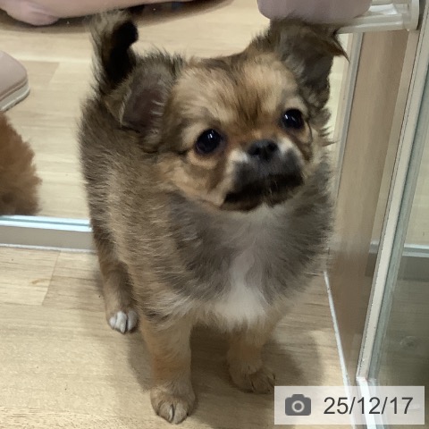 埼玉県のチワワ(ロング) (ペットプラス ららぽーと富士見店/2025年10月5日生まれ/女の子/フォーンホワイト)の子犬の4枚目の画像