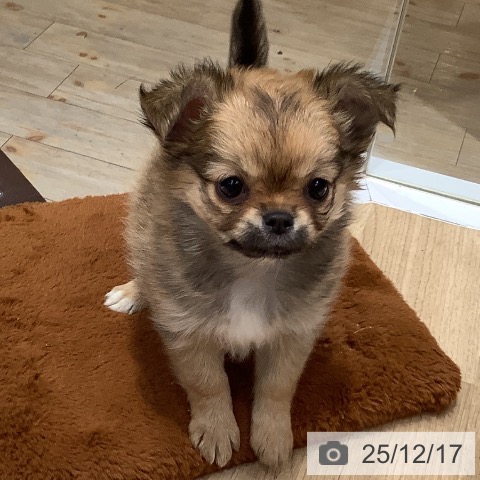 埼玉県のチワワ(ロング) (ペットプラス ららぽーと富士見店/2025年10月5日生まれ/女の子/フォーンホワイト)の子犬の3枚目の画像