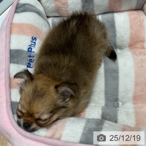 埼玉県のチワワ(ロング) (ペットプラス ららぽーと富士見店/2025年10月5日生まれ/女の子/フォーンホワイト)の子犬の3枚目の画像