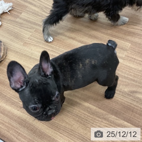 フレンチ・ブルドッグの写真