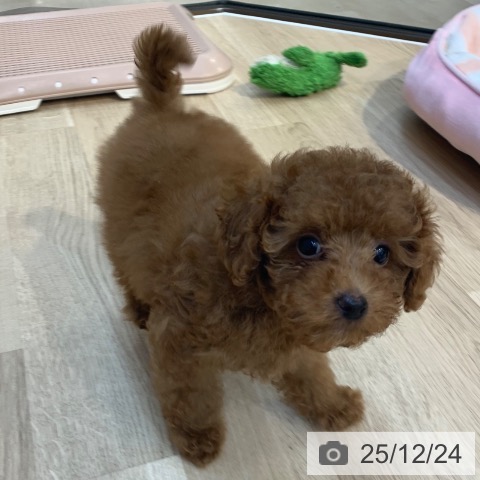 東京都のトイプードル(トイ) (ペットプラス アクアシティお台場店/2025年10月5日生まれ/男の子/レッド)の子犬の4枚目の画像