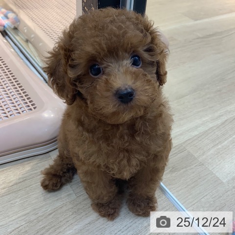 東京都のトイプードル(トイ) (ペットプラス アクアシティお台場店/2025年10月5日生まれ/男の子/レッド)の子犬の3枚目の画像