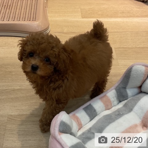 東京都のトイプードル(トイ) (ペットプラス アクアシティお台場店/2025年10月5日生まれ/女の子/レッド)の子犬の3枚目の画像