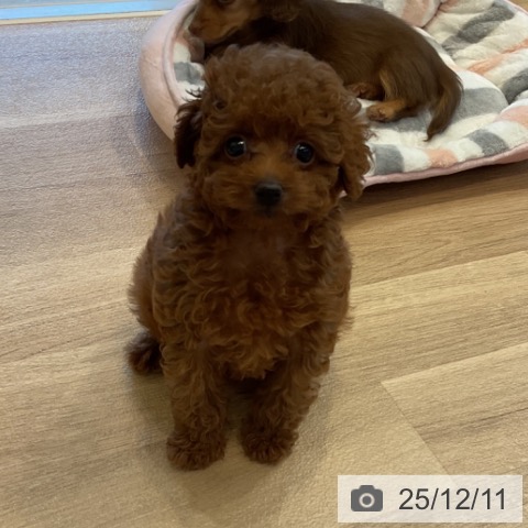 トイ・プードルの写真