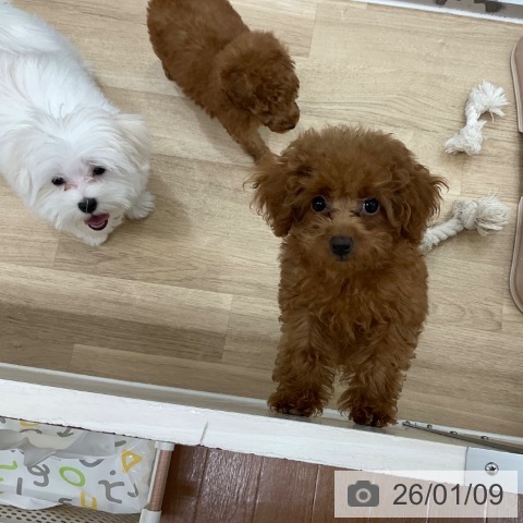 神奈川県のトイプードル(トイ) (ペットプラス アミーゴ藤沢店/2025年10月5日生まれ/女の子/レッド)の子犬の4枚目の画像