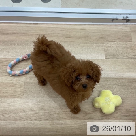 神奈川県のトイプードル(トイ) (ペットプラス アミーゴ藤沢店/2025年10月5日生まれ/女の子/レッド)の子犬の4枚目の画像