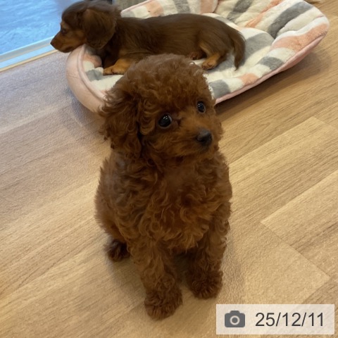 トイ・プードルの写真