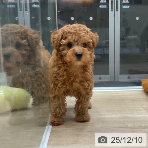 トイ・プードルの写真