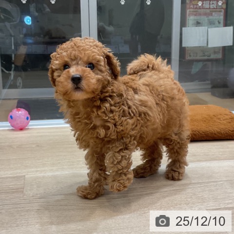 トイ・プードルの写真