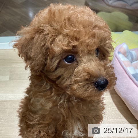 埼玉県のトイプードル(トイ) (ペットプラス イオンモール春日部店/2025年10月5日生まれ/男の子/レッド)の子犬の3枚目の画像