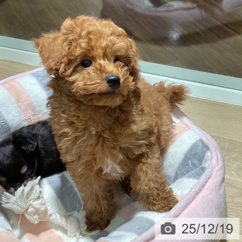 トイ・プードルの写真