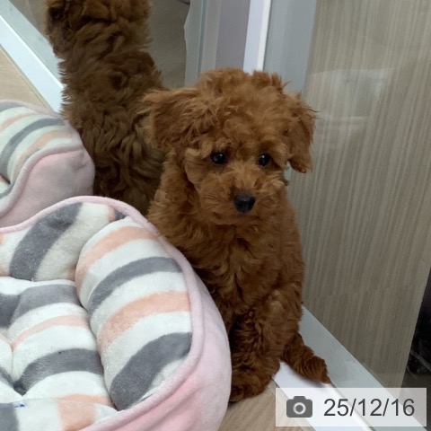 トイ・プードルの写真