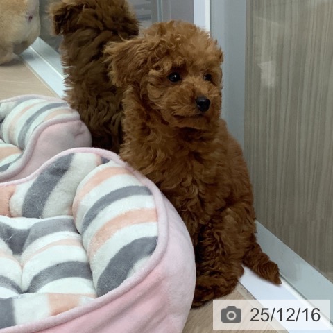 トイ・プードルの写真