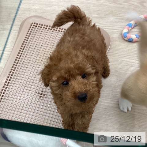 埼玉県のトイプードル(トイ) (ペットプラス 川口店/2025年10月5日生まれ/女の子/レッド)の子犬の4枚目の画像