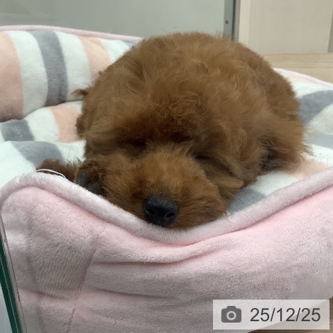 埼玉県のトイプードル(トイ) (ペットプラス 川口店/2025年10月5日生まれ/女の子/レッド)の子犬の3枚目の画像