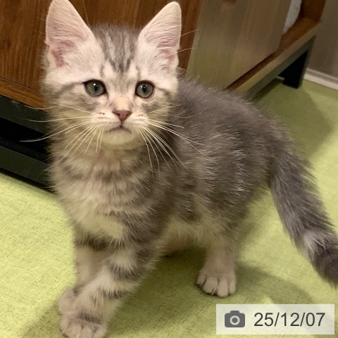 アメリカンショートヘアの写真