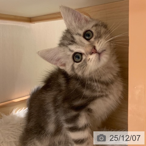 アメリカンショートヘアの写真