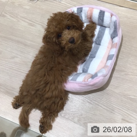 神奈川県のトイプードル(トイ) (ペットプラス 川崎ルフロン店/2025年10月5日生まれ/男の子/レッド)の子犬の4枚目の画像