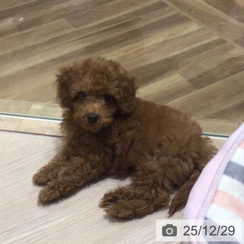 神奈川県のトイプードル(トイ) (ペットプラス 川崎ルフロン店/2025年10月5日生まれ/男の子/レッド)の子犬の3枚目の画像