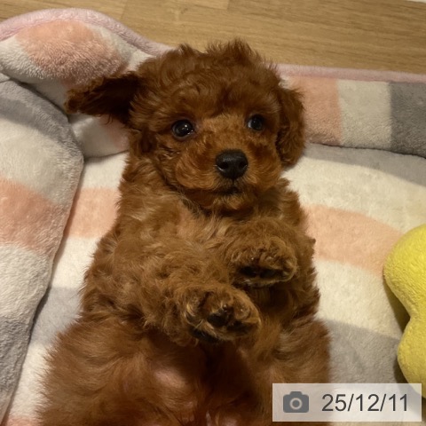 トイ・プードルの写真