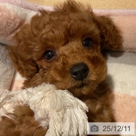 トイ・プードルの写真