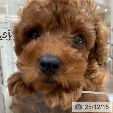 神奈川県のトイプードル(トイ) (ペットプラス 湘南平塚店/2025年10月5日生まれ/男の子/レッド)の子犬の3枚目の画像