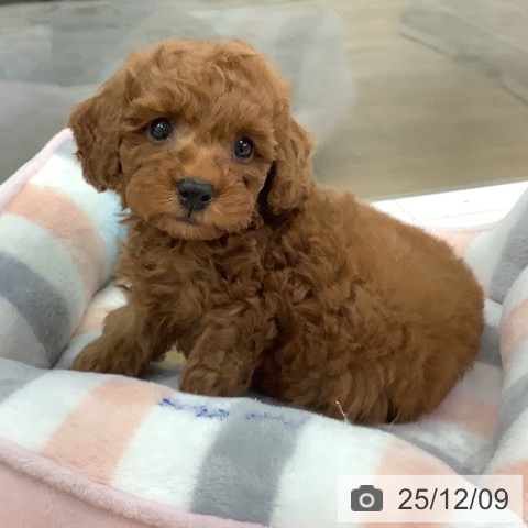 トイ・プードルの写真