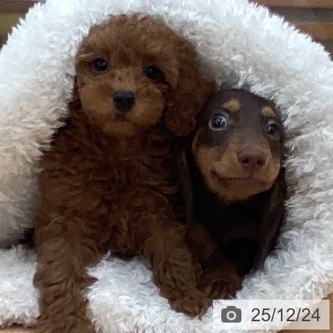 長野県のトイプードル(トイ) (ペットプラス 松本店/2025年10月5日生まれ/女の子/レッド)の子犬の3枚目の画像