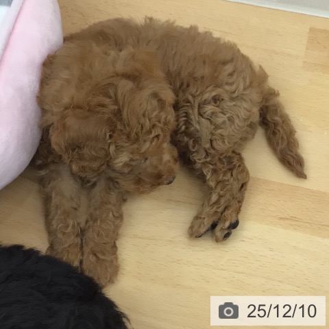 青森県のトイプードル(トイ) (ペットプラス 青森浜田店/2025年10月6日生まれ/男の子/レッド)の子犬の4枚目の画像