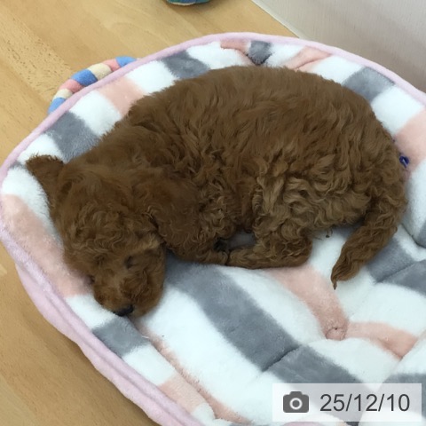 青森県のトイプードル(トイ) (ペットプラス 青森浜田店/2025年10月6日生まれ/男の子/レッド)の子犬の3枚目の画像