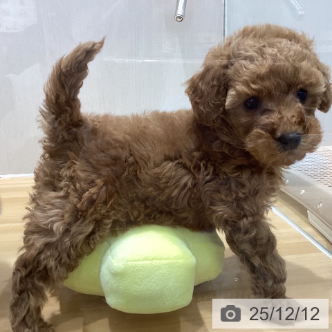 山梨県のトイプードル(トイ) (ペットプラス 甲府昭和店/2025年10月6日生まれ/女の子/アプリコット)の子犬の4枚目の画像