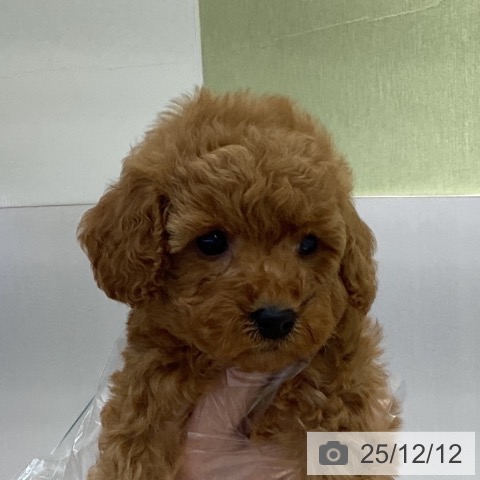 山梨県のトイプードル(トイ) (ペットプラス 甲府昭和店/2025年10月6日生まれ/女の子/アプリコット)の子犬の3枚目の画像