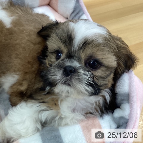 シー・ズーの写真