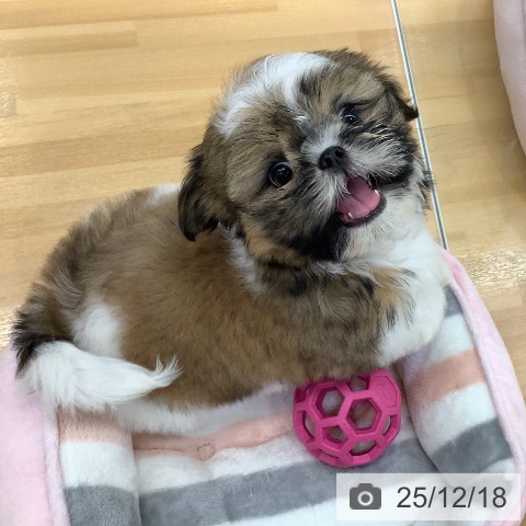 長野県のシーズー (ペットプラス 松本店/2025年9月28日生まれ/女の子/ゴールドホワイト)の子犬の3枚目の画像