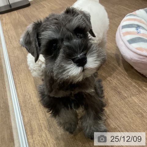 埼玉県のミニチュアシュナウザー (ペッツワン 吉川美南店/2025年9月30日生まれ/男の子/ソルトペッパー)の子犬の4枚目の画像