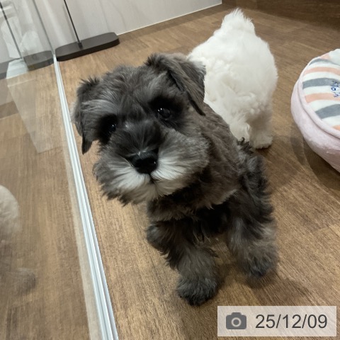 埼玉県のミニチュアシュナウザー (ペッツワン 吉川美南店/2025年9月30日生まれ/男の子/ソルトペッパー)の子犬の3枚目の画像